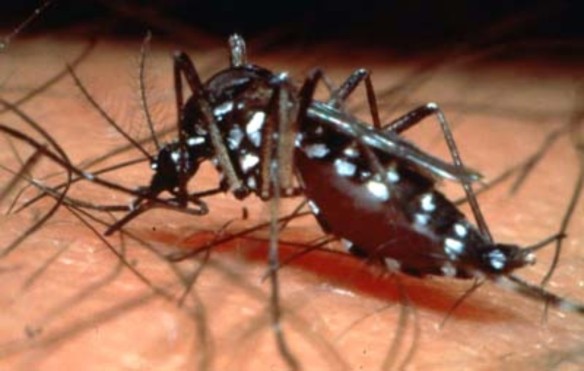 http://zanzibariyetu.files.wordpress.com/2013/06/latest-dengue-fever-in-lahore-punjab-dengue-report-updates2.jpg?w=584&h=371